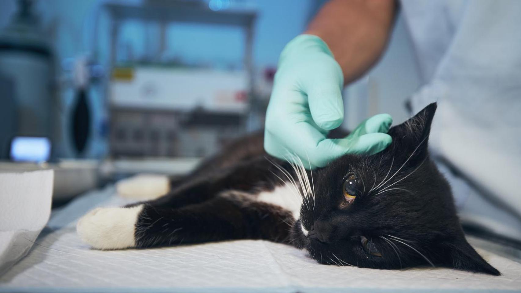 Un gato en la consulta de un veterinario.