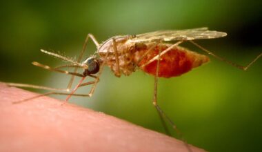 Se disparan los casos de chikungunya en China: más de 7.000 infectados en Guangdong