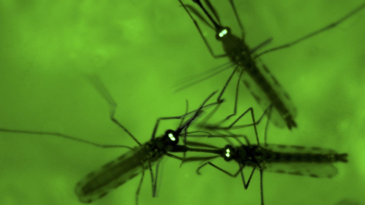 Las enfermedades transmitidas por mosquitos están en máximos históricos, según las autoridades sanitarias de la UE