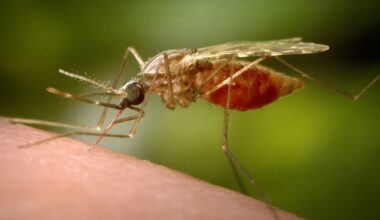 Alerta mundial por el brote del virus Chikungunya en China