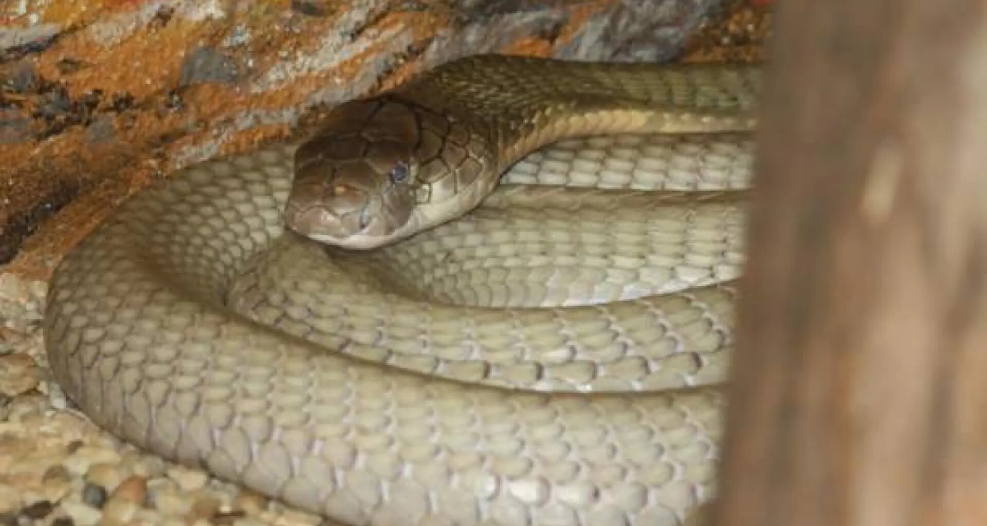 La asombrosa reacción de un bebé de un año al ver una cobra venenosa, que le ha salvado la vida