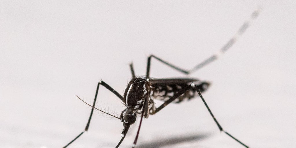 Alertan de brotes «récord» de virus del Nilo y chikunguña transmitidas por mosquitos en Europa