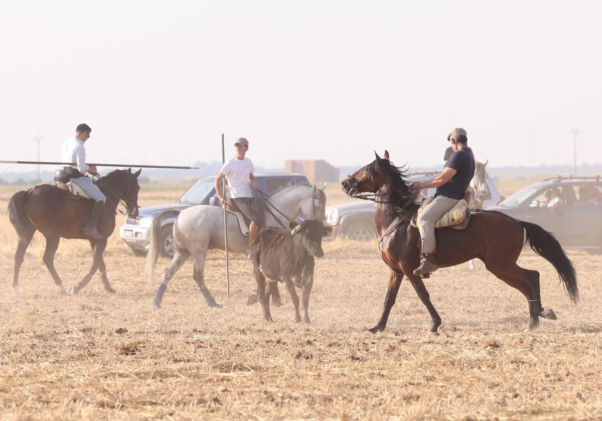 Bravura y espectáculo en el encierro campero de Ciguñuela