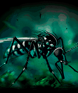 MOSQUITO GVA