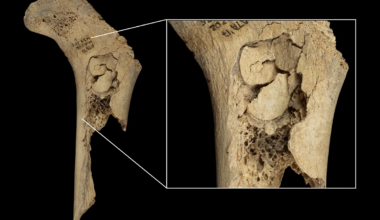 Nuevo caso de canibalismo humano en Atapuerca: 11 personas fueron descuartizadas, cocinadas y devoradas hace 5.700 años - El Mundo