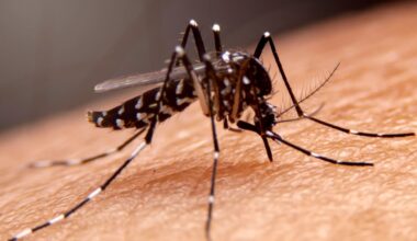 Alerta en Euskadi por un caso autóctono de chikungunya. Qué es, principales síntomas y cómo se transmite