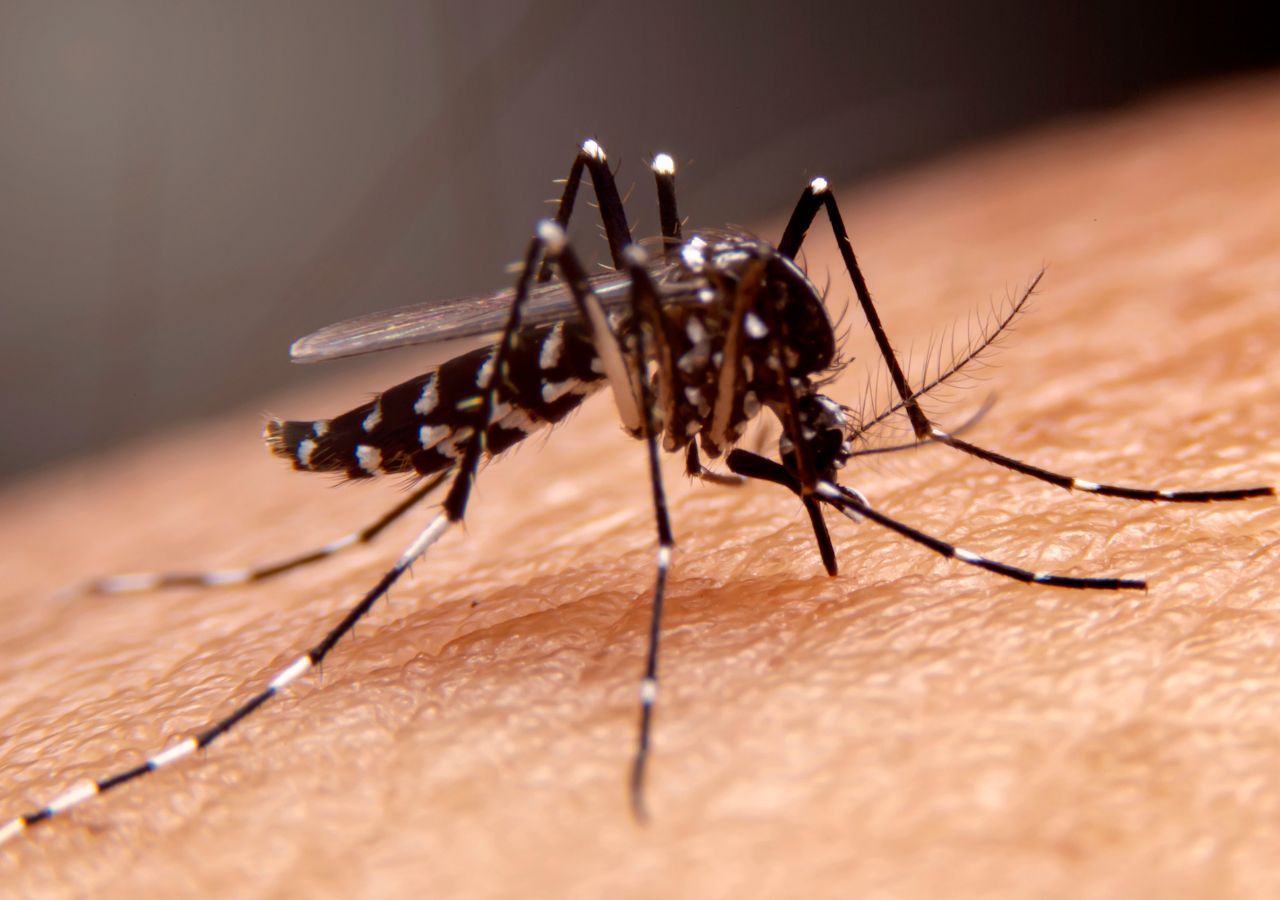 Alerta en Euskadi por un caso autóctono de chikungunya. Qué es, principales síntomas y cómo se transmite