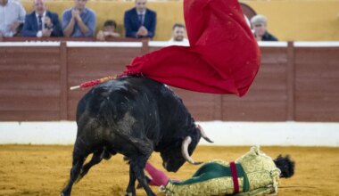 Morante de la Puebla sufre una fuerte cogida y corta un rabo en una noche mágica en Marbella - El Mundo