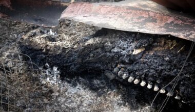 El infierno que acorraló el rancho de Tres Cantos donde murió el hombre que intentó salvar a los caballos: "A nuestro amigo lo devoró una bola de fuego... Lo tuvimos más de dos horas calcinado en el suelo" - El Mundo