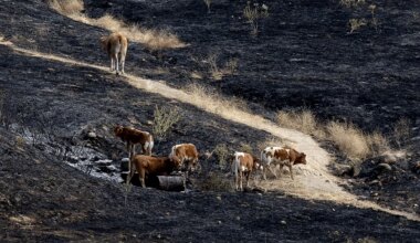 Los salvados del campo que esquivaron el incendio de Tres Cantos: "No podía dejar solos a mis animales, son como mis hijos y no me lo habría perdonado" - El Mundo