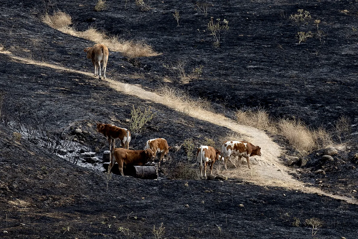 Los salvados del campo que esquivaron el incendio de Tres Cantos: "No podía dejar solos a mis animales, son como mis hijos y no me lo habría perdonado" - El Mundo