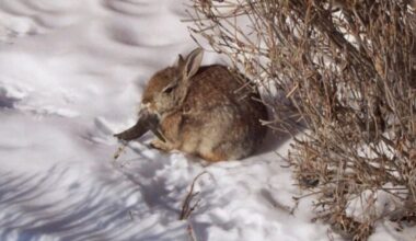 Conejos “zombie” con cuernos negros y tentáculos en la boca invaden patios traseros en Colorado