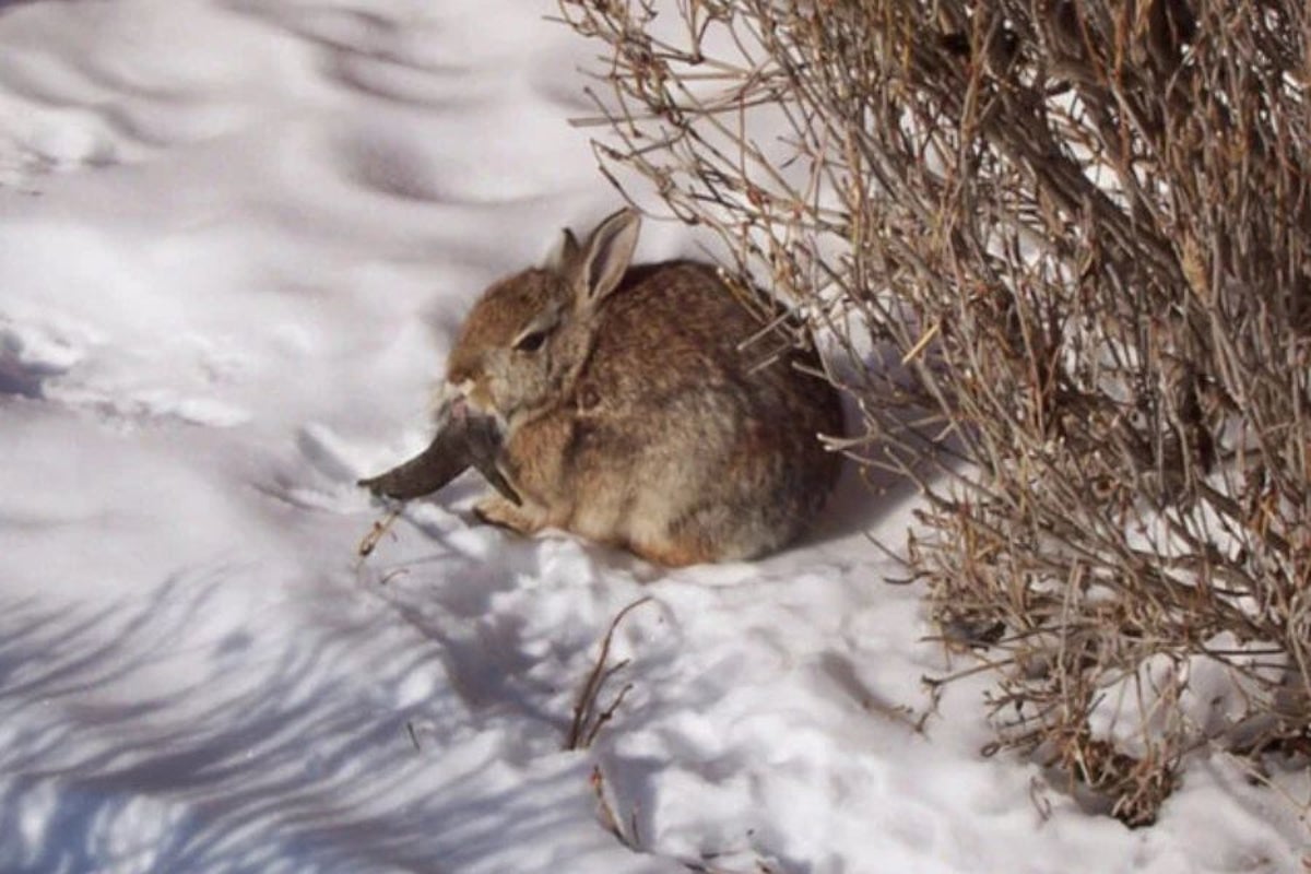 Conejos “zombie” con cuernos negros y tentáculos en la boca invaden patios traseros en Colorado