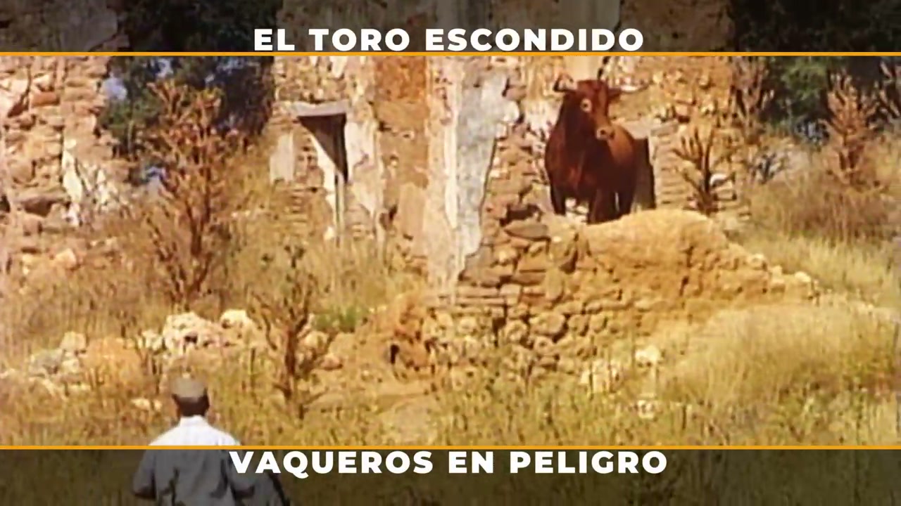 Toros para todos | La peligrosa misión de sacar los toros solitarios que se ocultan en el campo