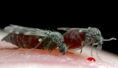 Fiebre de Oropuche: la "nueva" y preocupante enfermedad que se confunde con el dengue - Expansión