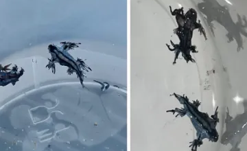Alarma en las playas de Guardamar (Alicante) tras aparecer varios ejemplares del venenoso dragón azul: "No lo toques ni con guantes" - El Mundo