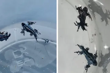 Alarma en las playas de Guardamar (Alicante) tras aparecer varios ejemplares del venenoso dragón azul: "No lo toques ni con guantes" - El Mundo