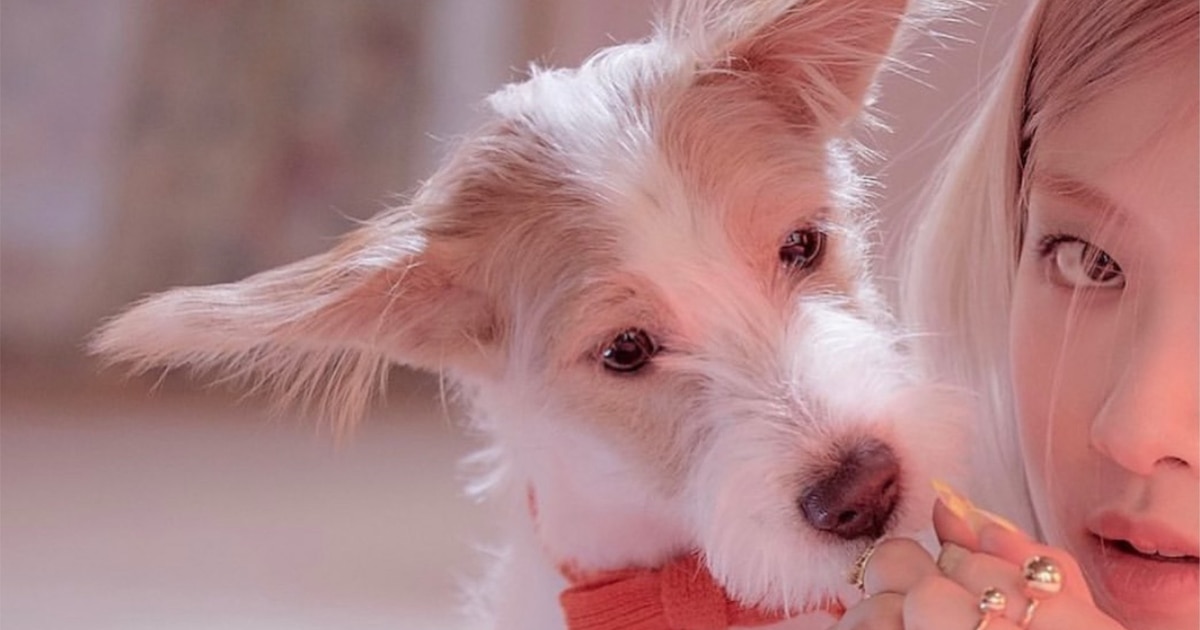 Por qué la mascota de Rosé de BLACKPINK es atacada en redes sociales: “Hay perros más bonitos”