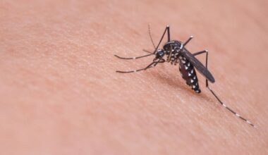 Europa enfrenta récord de brotes de enfermedades transmitidas por mosquitos en 2025