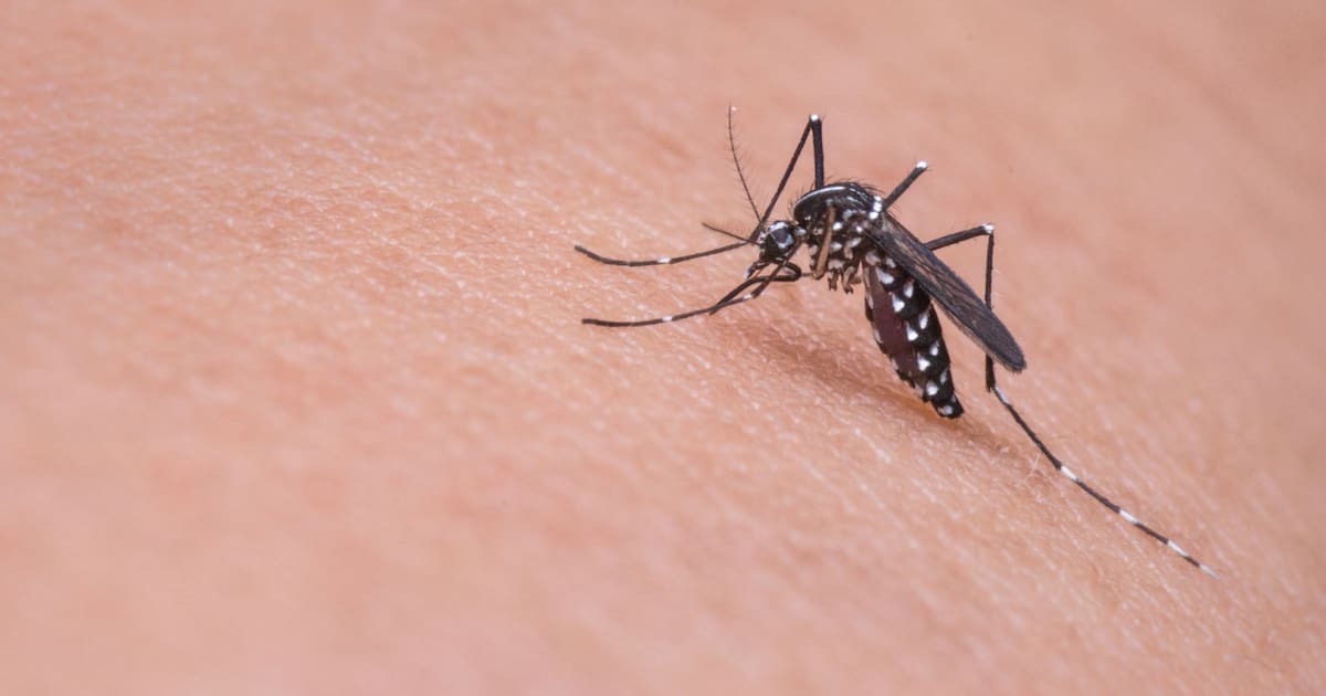 Europa enfrenta récord de brotes de enfermedades transmitidas por mosquitos en 2025