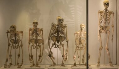 Dos grandes cambios en la pelvis humana permitieron a nuestros ancestros andar erguidos - El Mundo