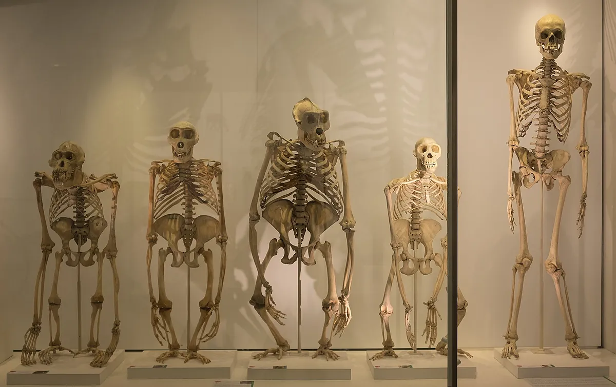 Dos grandes cambios en la pelvis humana permitieron a nuestros ancestros andar erguidos - El Mundo