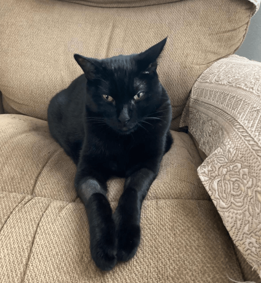 Un fármaco experimental controla tumores en gatos y podría ayudar a terapias humanas