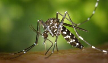El contagio autóctono de 'chikungunya' en el País Vasco: ¿pueden llegar mosquítos a Aragón? - hoy aragón