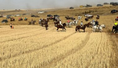 Multitudinario encierro campero en Manganeses de la Lampreana