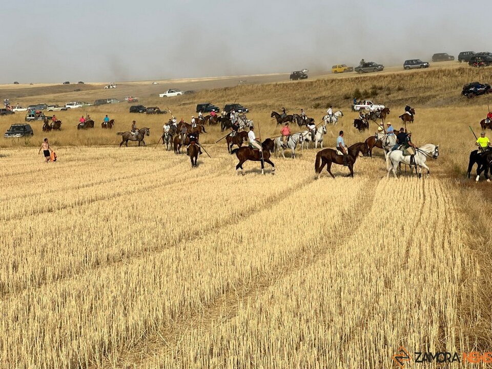 Multitudinario encierro campero en Manganeses de la Lampreana