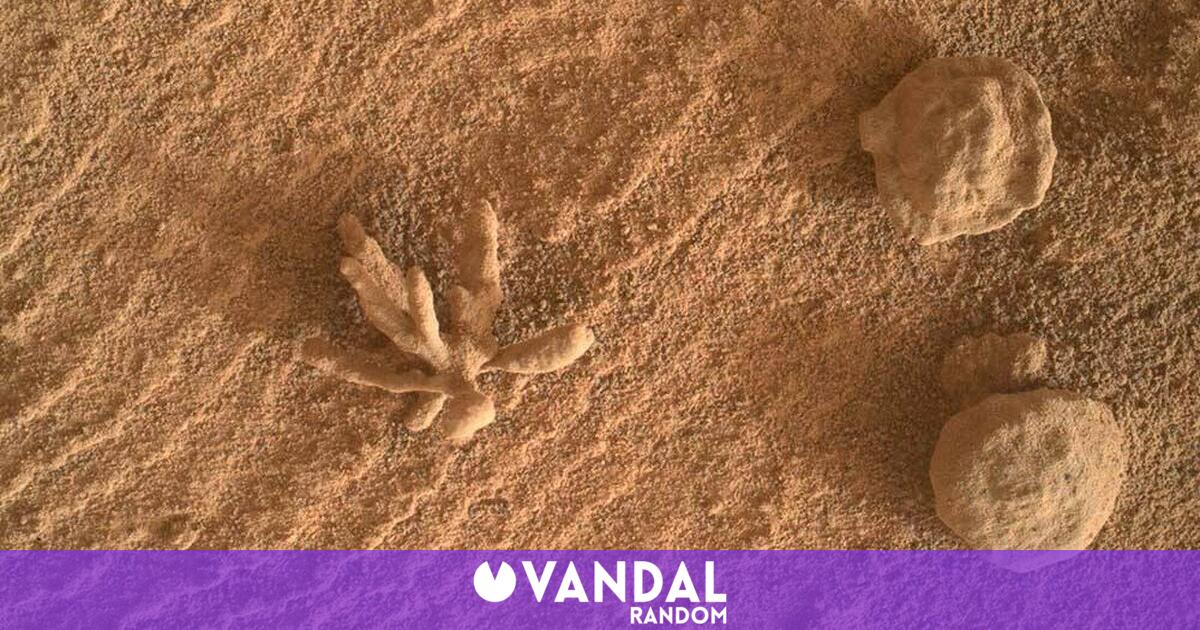El rover Curiosity de la NASA halla en Marte una roca con forma de coral que desconcierta a los científicos - Vandal