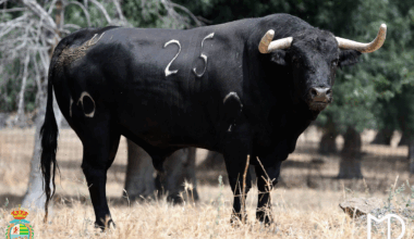 Los novillos de Montealto para el duelo entre Aarón Palacio y El Mene en Villaseca