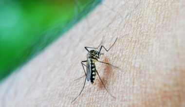 Europa bate nuevos récords de enfermedades transmitidas por mosquitos