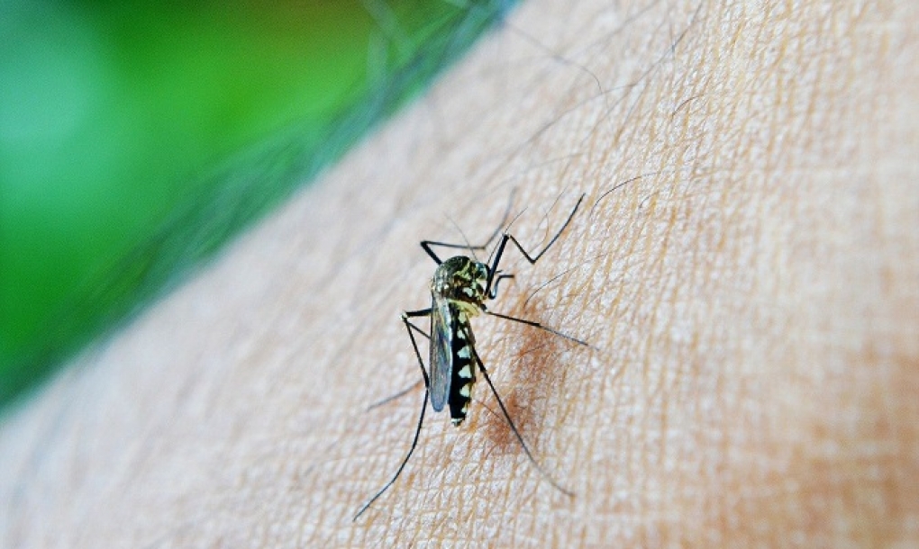Europa bate nuevos récords de enfermedades transmitidas por mosquitos