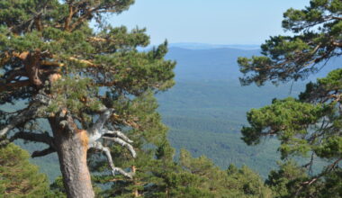 ¿Por que apenas hay incendios forestales en los bosques de Soria?