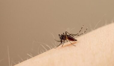 Salud Pública alerta de la transmisión del dengue en Navarra y notifica ya 8 casos este año