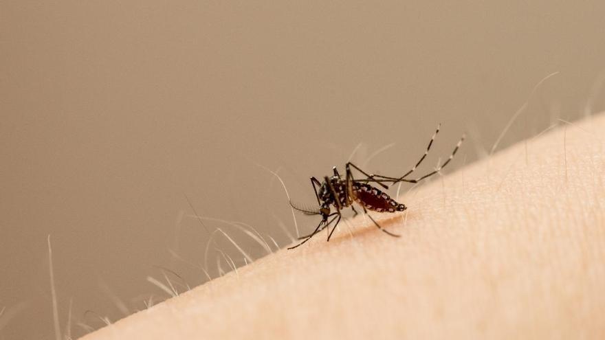 Salud Pública alerta de la transmisión del dengue en Navarra y notifica ya 8 casos este año