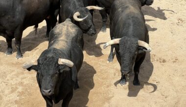 Ciudad Real: Orden de lidia de la segunda corrida de abono