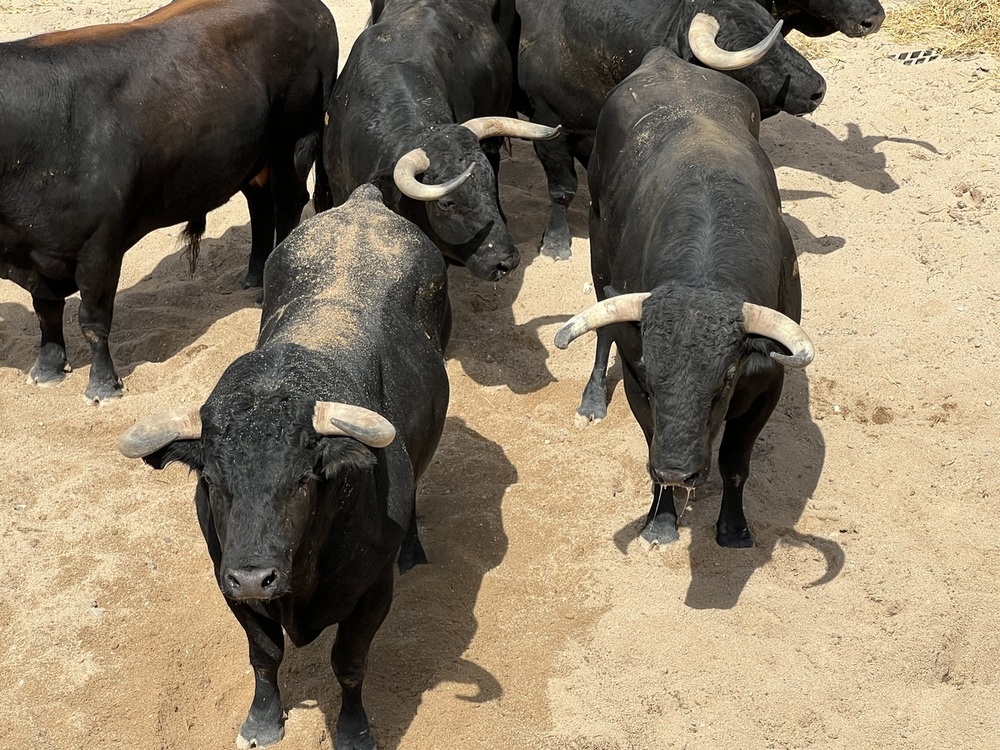 Ciudad Real: Orden de lidia de la segunda corrida de abono