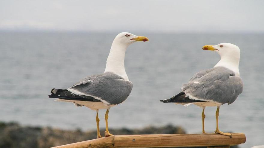 Detectan casos de gripe aviar en gaviotas de la costa de Bizkaia
