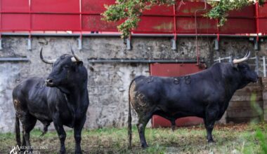 Los toros de Victoriano del Río y Juan Pedro Domecq llegan a Dax