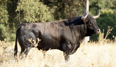 Dolores Aguirre: el toro de culto