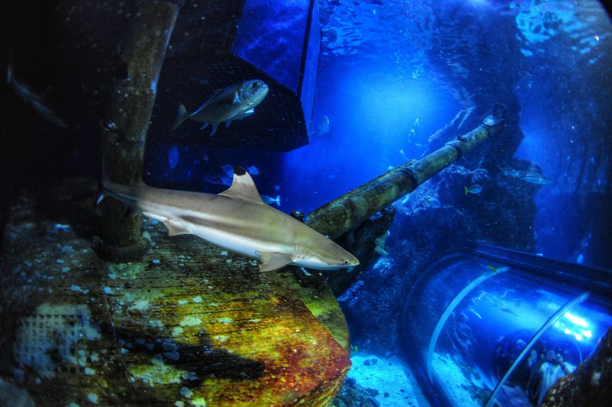 Uno de los tiburones usados en la investigación