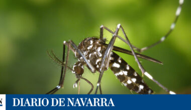 Preocupa la transmisión del dengue en Navarra