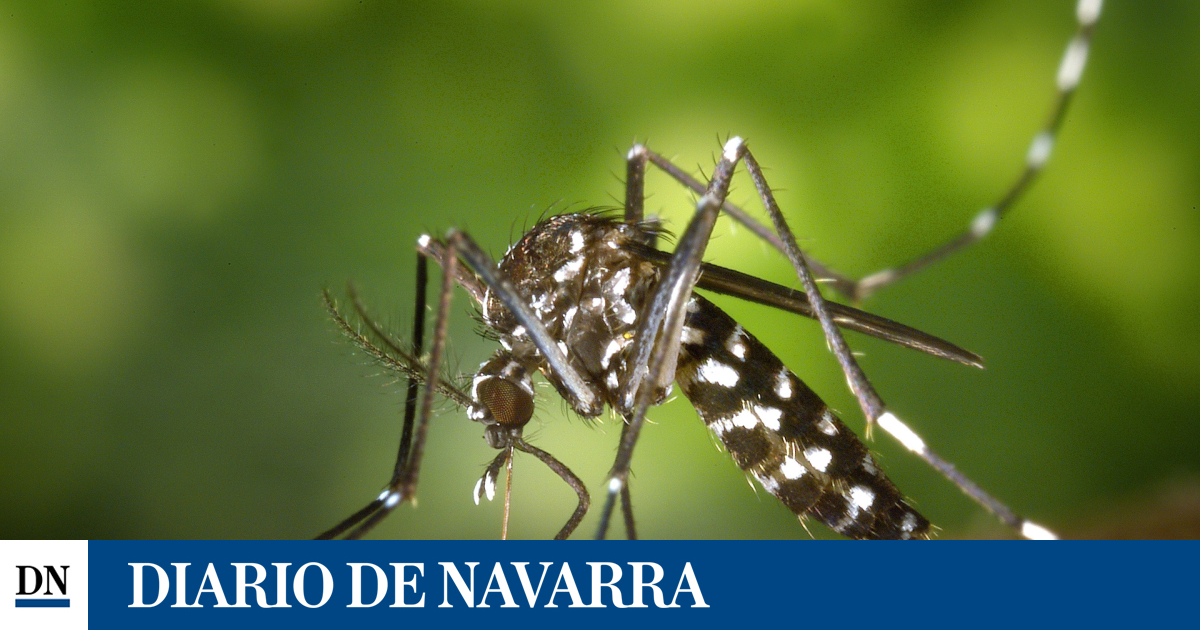 Preocupa la transmisión del dengue en Navarra