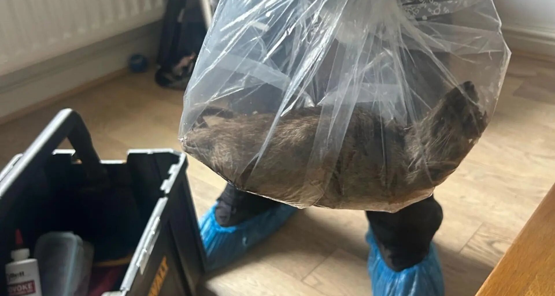 hallan una rata de más de 56 centímetros en una casa del norte de Inglaterra