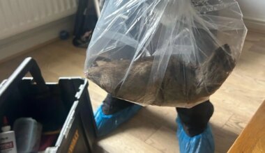 hallan una rata de más de 56 centímetros en una casa del norte de Inglaterra