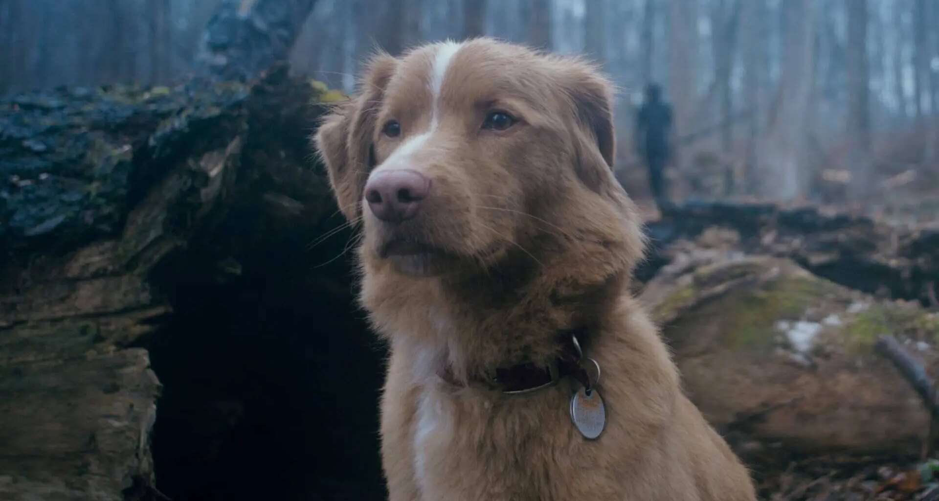 La película de terror que también te robará el corazón por su insólito protagonista, un perro