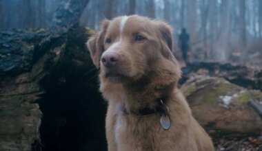 La película de terror que también te robará el corazón por su insólito protagonista, un perro