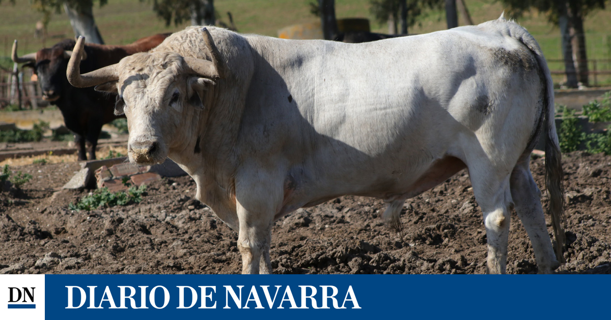 Un espectacular jabonero de Cebada Gago que no corrió en el encierro de San Fermín se exhibirá en Burriana